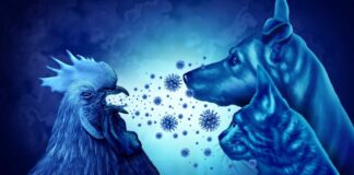 How Can Pet Owners Shield Their Animals from Bird Flu Risks?