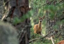 Is "Zombie Deer Disease" a Threat to Human and Animal Health?