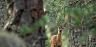 Is "Zombie Deer Disease" a Threat to Human and Animal Health?