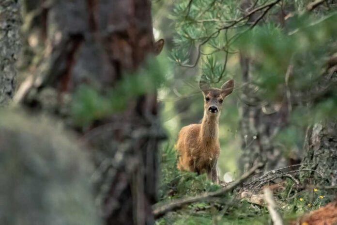 Is "Zombie Deer Disease" a Threat to Human and Animal Health?