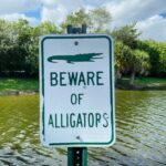 Brave Floridian Saves Injured Bald Eagle from Dangerous Reptile Waters