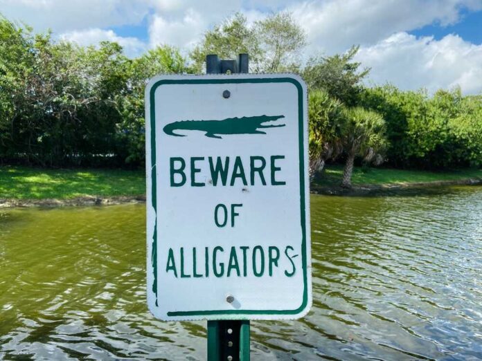 2237151117 featured image Brave Floridian Saves Injured Bald Eagle from Dangerous Reptile Waters