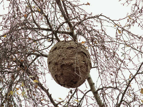 A large wasp nest hanging from a tree branch