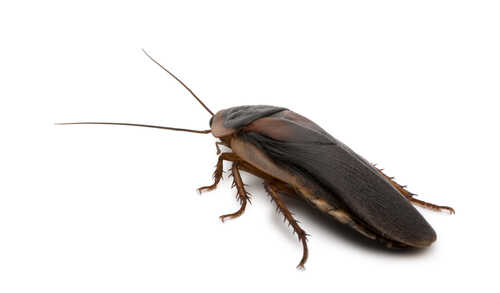Close-up of a cockroach on a white background