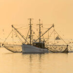 Fishing boats at sea with flock of birds