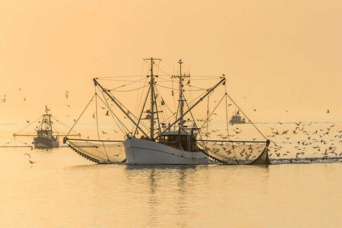 Fishing boats at sea with flock of birds
