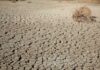 A dry, cracked earth surface with sparse vegetation