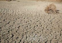 A dry, cracked earth surface with sparse vegetation