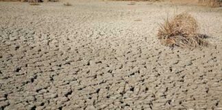 A dry, cracked earth surface with sparse vegetation