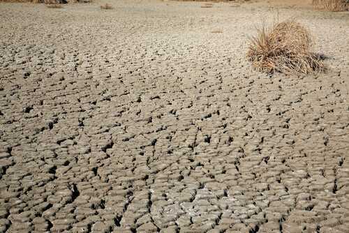 A dry, cracked earth surface with sparse vegetation